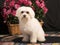 Maltese dog