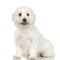 Maltese dog