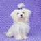 Maltese dog