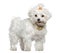 Maltese dog, 3 years old, standing