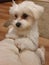 Maltese dog animal pet friend