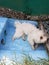 A maltese dog chilling after a walk in pool water in summer hot day