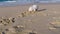 Maltese dog digging in sand