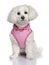 Maltese dog dressed-up 3 years old