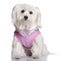 Maltese dog dressed-up (7 years old)