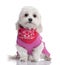 Maltese dog dressed-up with a shirt 17 months old