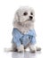 Maltese dog dressed-up with a shirt (17 months old
