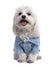 Maltese dog dressed-up with a shirt (17 months old