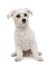 Maltese dog, in front of a white background