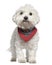 Maltese dog in handkerchief, 3 years old, standing