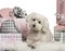 Maltese dog lying with Christmas gifts