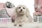 Maltese dog lying with Christmas gifts