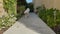 Maltese dog pet running out of home down path entrance to camera, low view