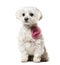 Maltese dog in pink fashion sitting against white background