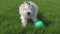 Maltese dog playing