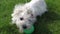 Maltese dog playing