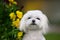 maltese dog portrait with blooming flowers outdoors