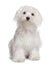 Maltese dog puppy (7 months old)