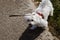 A maltese dog puppy waiting on the rope at a walk