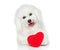 Maltese dog with red Valentine heart