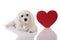 Maltese dog with red Valentine heart standing and looking in camera