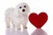 Maltese dog with red Valentine heart standing and looking in camera
