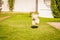 Maltese dog running on the grass