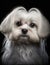 Maltese dog\\\'s head. Generative AI