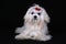 Maltese Dog sat on black background