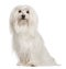 Maltese dog, sitting in front of white background