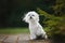 maltese dog sitting outdoors in summer