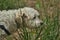 Maltese dog sniffing grass