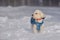 Maltese dog in snowstorm