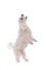 Maltese dog standing upright on hind legs with paws and head up