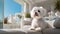 Maltese dog thrives in a modern apartment, where love and care create a perfect home