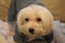 Maltese Dog wearing his PJ\'s