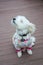 Maltese dog wearing pajamas