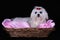 Maltese Dog in wicker basket