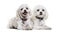 Maltese dogs, 4 years old, against white background
