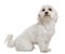 Maltese in front of white background