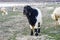 Maltese goat, goat pictures, black goat pictures, hairy goat pictures, goat grasses
