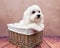 Maltese lapdog puppy in a rattan basket