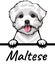 Maltese peeking dog isolated on a white background