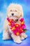 Maltese/poodle puppy posing with Hawaiian lei