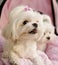 Maltese puppies