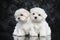 Maltese puppies on dark background