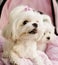 Maltese puppies pink background