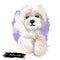 Maltese puppy, canis maelitacus breed of toy type