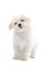 Maltese puppy dog