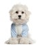 Maltese puppy dressed in blue, 3 months old